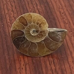 Natural Ammonite Pin Brooch TieTac Fossilized Ammonite Handmade Amber Brown Gift